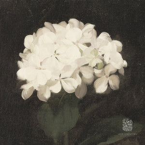 Close-up of a vintage reproduction print featuring a white hydrangea, perfect for creating a moody yet dreamy atmosphere.
